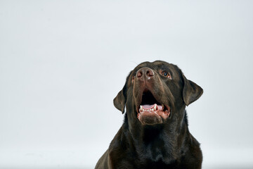Fototapeta premium Purebred dog with black hair on a light background portrait, close-up, cropped view