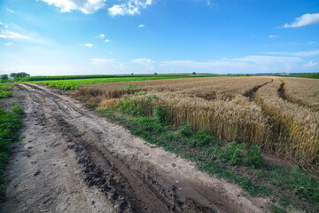 Summer landscape in Serbia, Europe