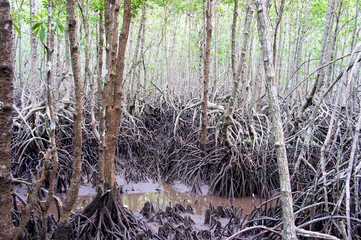 Amazing trees in the mangrove forest. Philippines.
