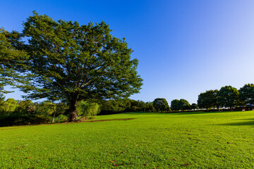 草原と大きな木