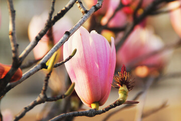Magnolia fioritura primavera marzo