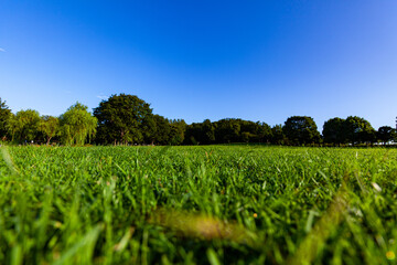 早朝の晴れた草原