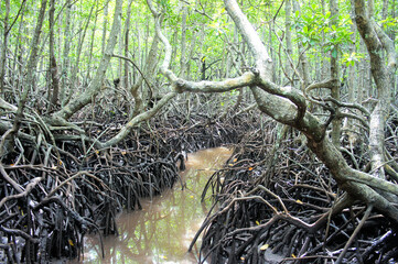 Amazing trees in the mangrove forest. Philippines.