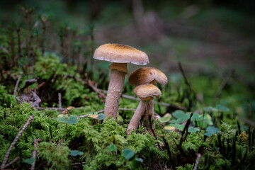 Pilze im Moos
