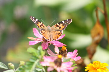 Fototapeta na wymiar Painted Lady Butterfly on a pink flower 2020 I 