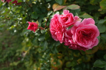 Pink Flower of Rose 'Pink Swany' in Full Bloom
