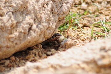 lizard under the stone