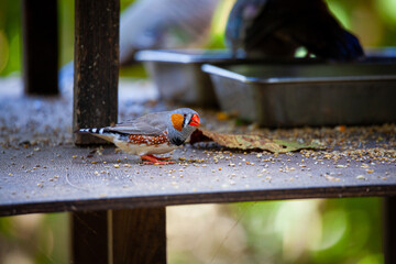 カラフルなインコ