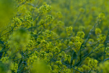 Fototapeta premium green leaves in the forest
