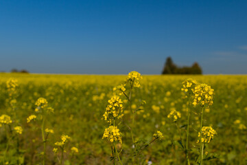 Rapsfeld im Schwarzwald