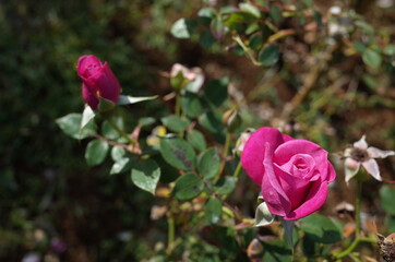 Light Purple Flower of Rose 'Plum Dandy' in Full Bloom
