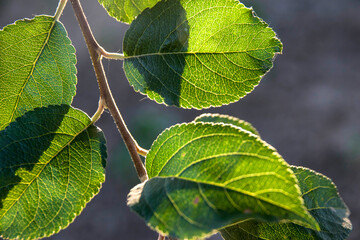 Leaves on a tree in the spring