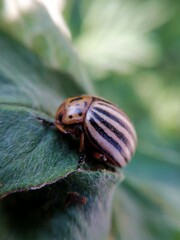 Colorado potato beetle lurking in the foliage.