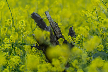 field of yellow flowers