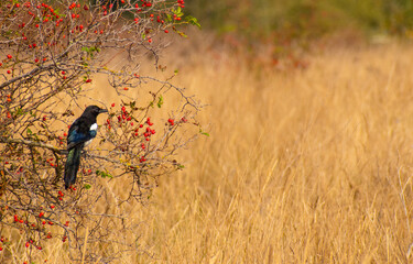 Magpie in bush