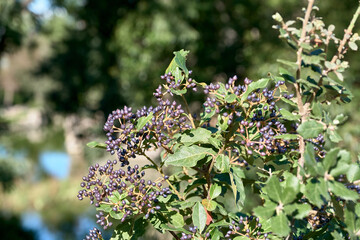 flowers in the garden