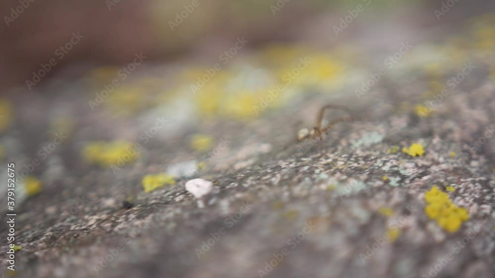 Poster close-up view of a little spider moving on a rock. isolated backdrop