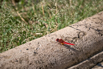 dragonfly on the park floor