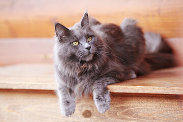 Gray fluffy maine coon cat sits on the street on the boards