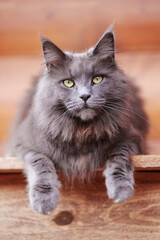 Gray fluffy maine coon cat sits on the street on the boards and looks at the camera