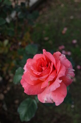 Pink Flower of Rose 'Polynesian Sunset' in Full Bloom
