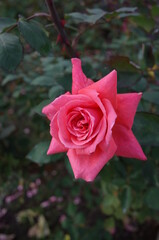 Pink Flower of Rose 'Polynesian Sunset' in Full Bloom
