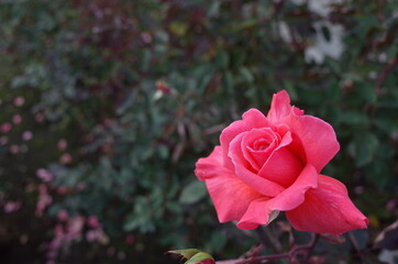 Pink Flower of Rose 'Polynesian Sunset' in Full Bloom
