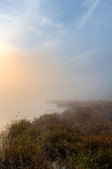 Fototapeta na wymiar High grass on pond with misty fog, duck and trees at sunrise. Czech landscape
