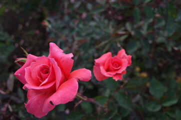 Pink Flower of Rose 'Polynesian Sunset' in Full Bloom
