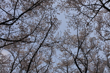 Scenery of Japanese cherry blossoms one day