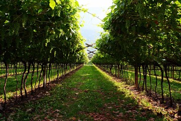 grapevine rows in trentino wine vineyard with grapes during summer before harvest
