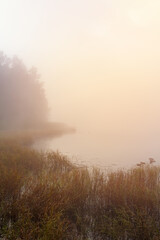Fototapeta na wymiar High grass edge on pond with misty fog and trees at sunrise. Czech landscape