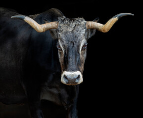 Portrait of tudanca cow on black background