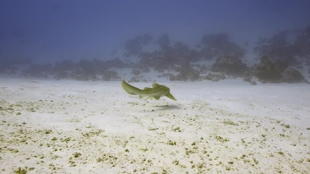 A zebra (leopard) shark sleeping at the bottom of the reef