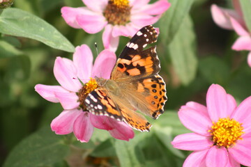 Fototapeta na wymiar Painted Lady Butterfly on a pink flower 2020 IV