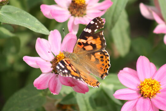 Painted Lady Butterfly on a pink flower 2020 IV