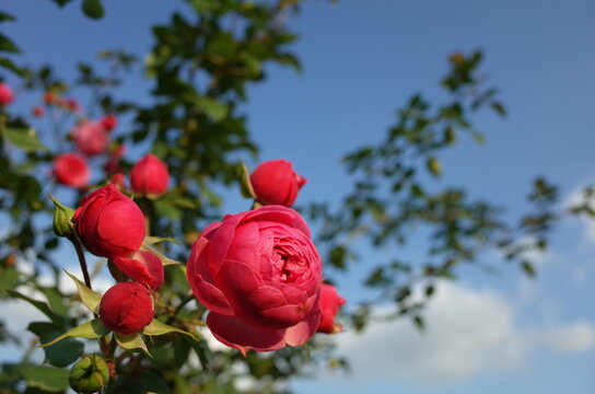 Red blend Flower of Rose 'Pomponella' in Full Bloom
