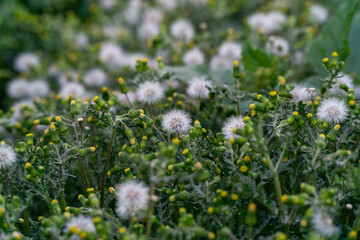 Obraz premium field of flowers