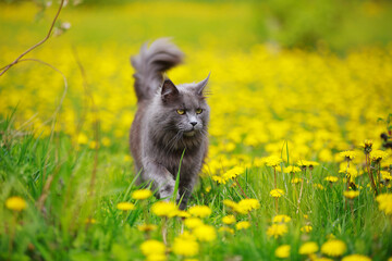 Gray fluffy maine coon cat walks through a meadow with grass and dandelions in the sun in summer
