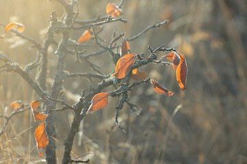 Autumn leaves on the bush. Soft morning light.