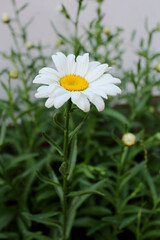 Chamomile flower grows in the garden. Greeting card with camomile.