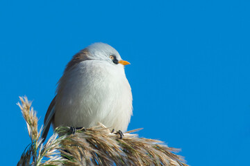 Bearded tit, panurus biarmicus. A female bird sits on a reed in the light of the morning sun. Copy space.