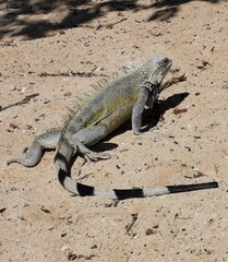 iguana on the beach
