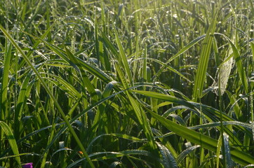 Dew covered spiderweb in meadow early summer morning.Dew drops and Cobweb in the grass in the early morning sunrise
