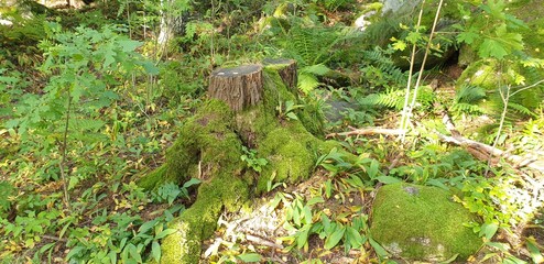 mossy stub
