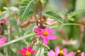 Silver Spotted Skipper Butterfly on a pink flower 2020 I 