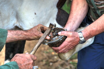 Nailing a horseshoe to a hoof
