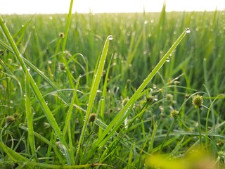 green grass with dew drops, green rice field, beautiful green rice field in India, green paddy field in India, sunrise in the rice field, Indian village morning nature view