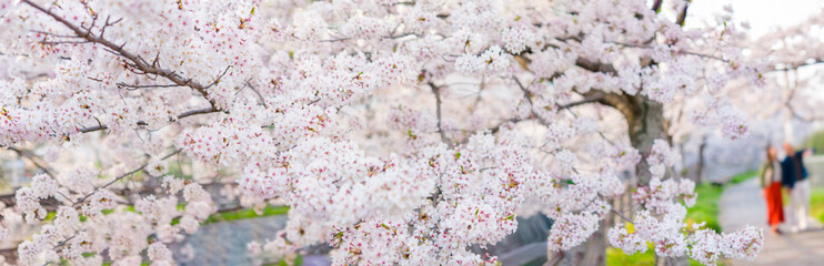 満開の桜 桜並木 ソメイヨシノ パノラマ 桜2020
