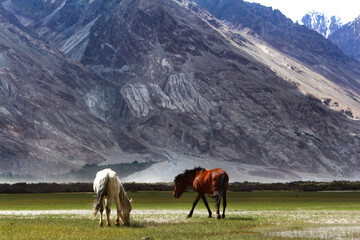 wild horses in the mountains